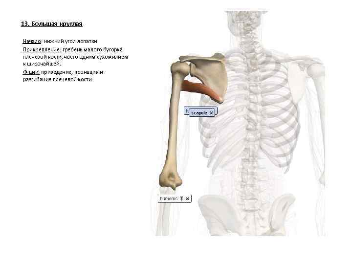 13. Большая круглая Начало: нижний угол лопатки Прикрепление: гребень малого бугорка плечевой кости, часто