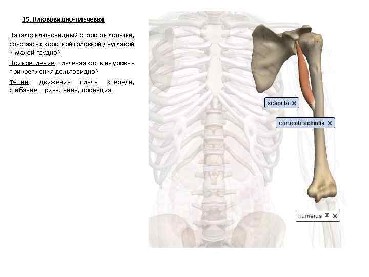 15. Клювовидно-плечевая Начало: клювовидный отросток лопатки, срастаясь с короткой головкой двуглавой и малой грудной