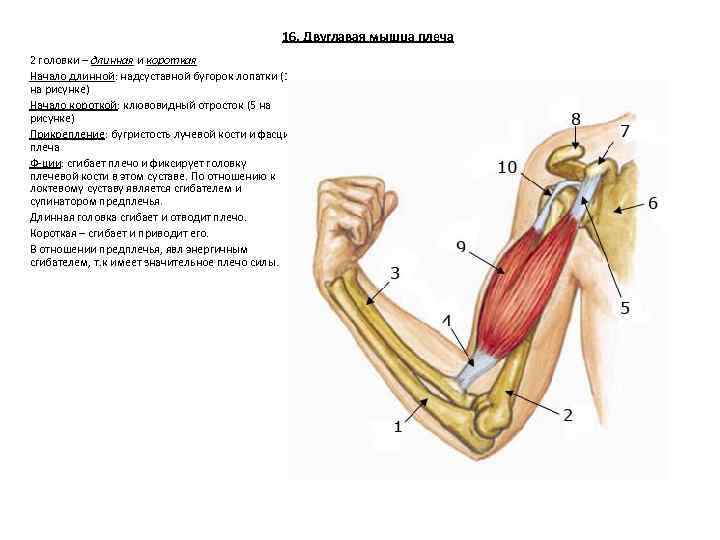 К чему крепится бицепс. Длинная головка двуглавой мышцы плеча. Сухожилие двуглавой мышцы плеча крепление. Строение бицепса анатомия.