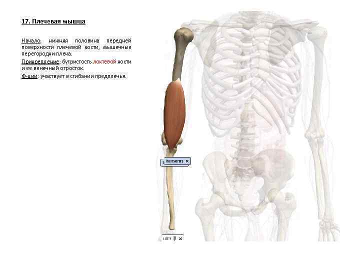17. Плечевая мышца Начало: нижняя половина передней поверхности плечевой кости, мышечные перегородки плеча. Прикрепление: