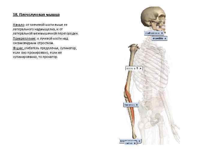 18. Плечелучевая мышца Начало: от плечевой кости выше ее латерального надмыщелка, и от латеральной