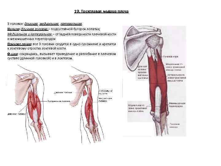 Трехглавая мышца. Медиальная межмышечная перегородка бедра. Длинная головка трехглавой мышцы функции. Трехглавая мышца плеча медиальная головка прикрепление. Длинная головка трехглавой мышцы плеча прикрепляется к.
