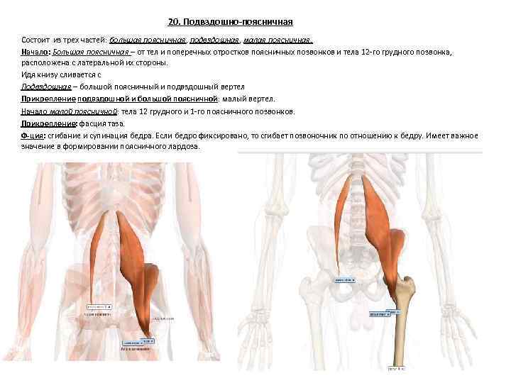 20. Подвздошно-поясничная Состоит из трех частей: большая поясничная, подвздошная, малая поясничная. Начало: Большая поясничная