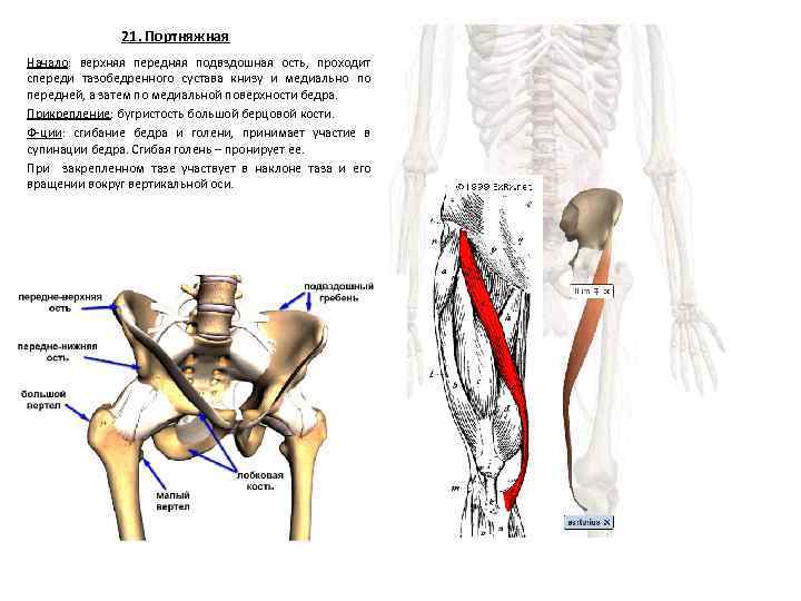 Задняя подвздошная кость. Тазовая кость гребень подвздошной кости. Ости подвздошных костей таза. Передняя верхняя ость подвздошной кости. Передняя нижняя ость подвздошной кости мышцы.