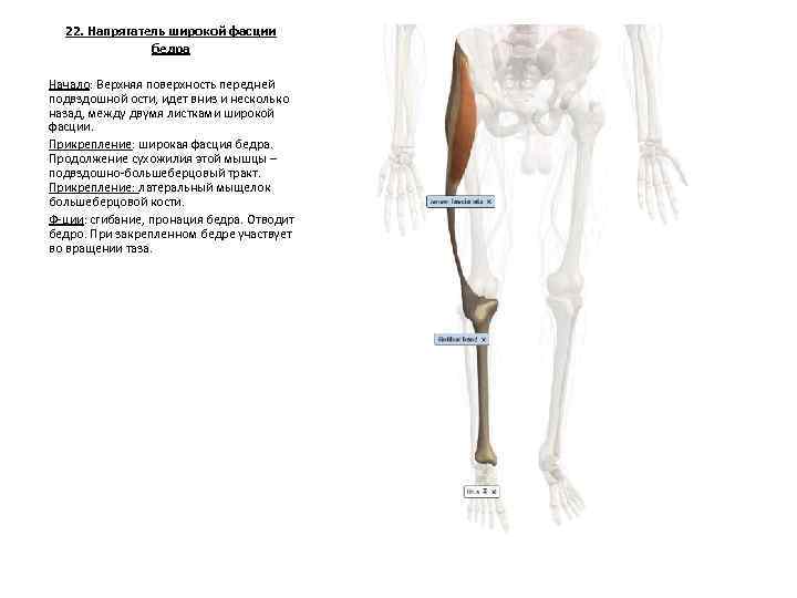 22. Напрягатель широкой фасции бедра Начало: Верхняя поверхность передней подвздошной ости, идет вниз и