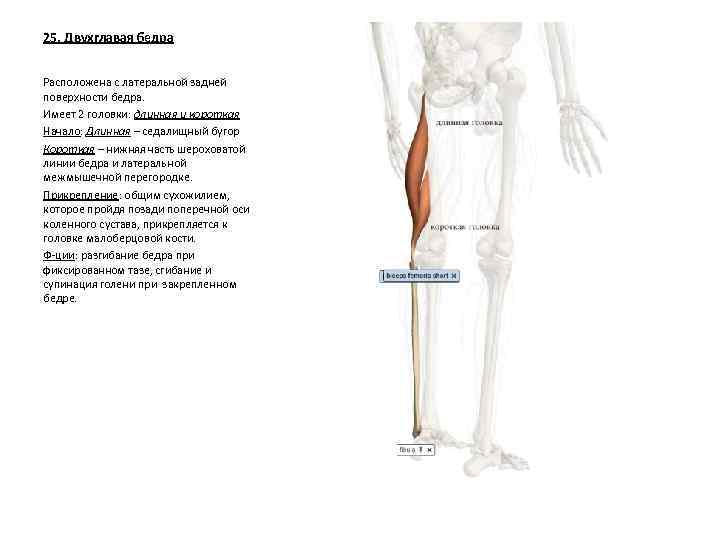 25. Двухглавая бедра Расположена с латеральной задней поверхности бедра. Имеет 2 головки: длинная и