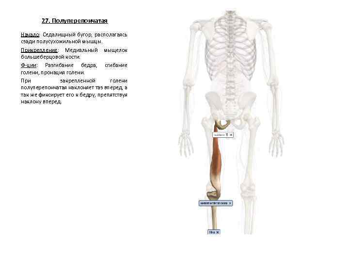 27. Полуперепончатая Начало: Седалищный бугор, располагаясь сзади полусухожильной мышцы. Прикрепление: Медиальный мыщелок большеберцовой кости.