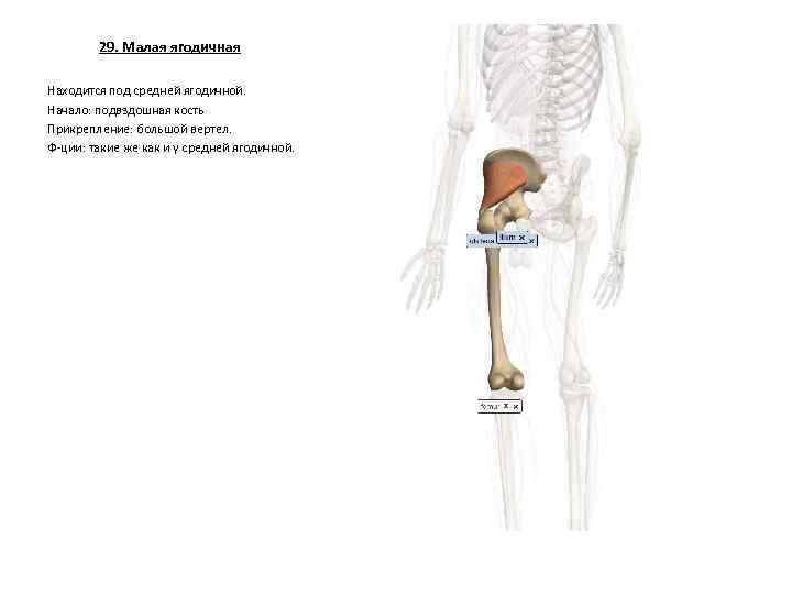 29. Малая ягодичная Находится под средней ягодичной. Начало: подвздошная кость Прикрепление: большой вертел. Ф-ции: