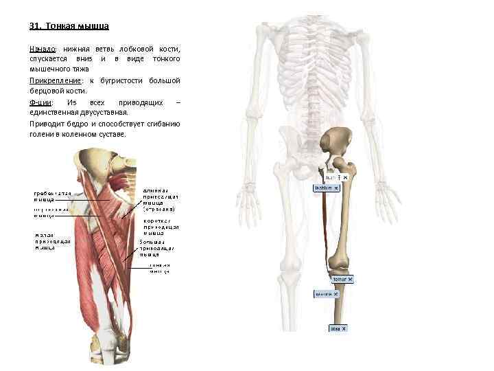 31. Тонкая мышца Начало: нижняя ветвь лобковой кости, спускается вниз и в виде тонкого
