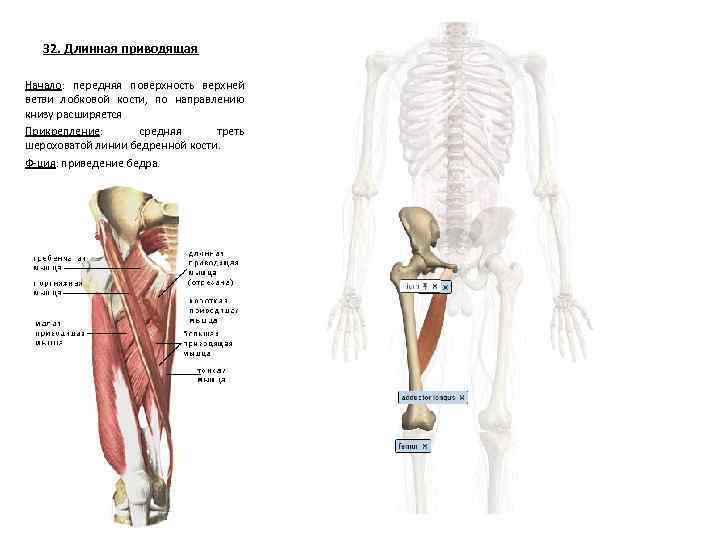32. Длинная приводящая Начало: передняя поверхность верхней ветви лобковой кости, по направлению книзу расширяется