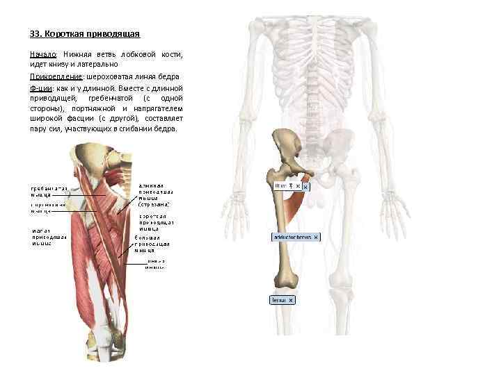 33. Короткая приводящая Начало: Нижняя ветвь лобковой кости, идет книзу и латерально Прикрепление: шероховатая