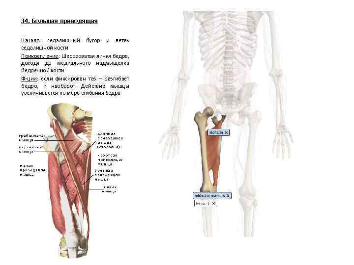 34. Большая приводящая Начало: седалищный бугор и ветвь седалищной кости Прикрепление: Шероховатая линяя бедра,