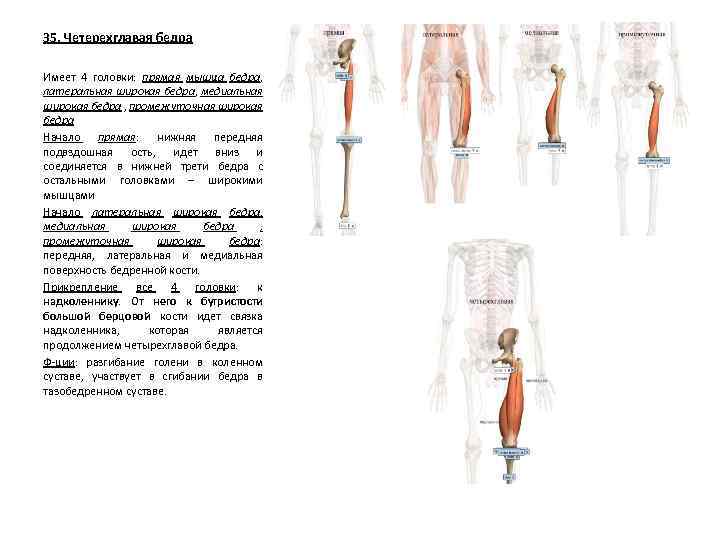 35. Четерехглавая бедра Имеет 4 головки: прямая мышца бедра, латеральная широкая бедра, медиальная широкая