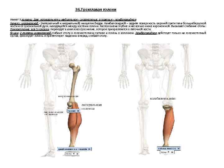 36. Трехглавая голени Имеет 3 головки. Две: латеральная и медиальная – икроножные, а третья