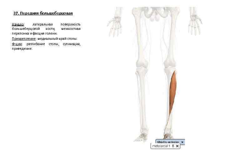 37. Передняя большеберцовая Начало: латеральная поверхность большеберцовой кости, межкостная перепонка и фасция голени. Прикрепление: