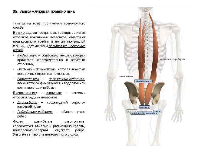 38. Выпрямляющая позвоночник Тянется на всем протяжении позвоночного столба. Начало: задняя поверхность крестца, остистых