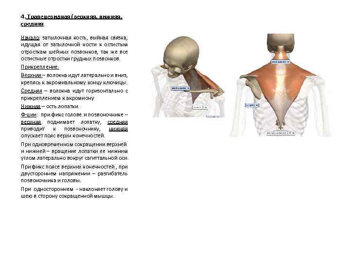 4. Трапецевидная (верхняя, нижняя, средняя Начало: затылочная кость, выйная связка, идущая от затылочной кости