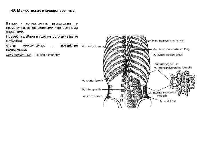 40. Межостистые и межпоперечные Начало и прикрепление: расположены в промежутках между остистыми и поперечными