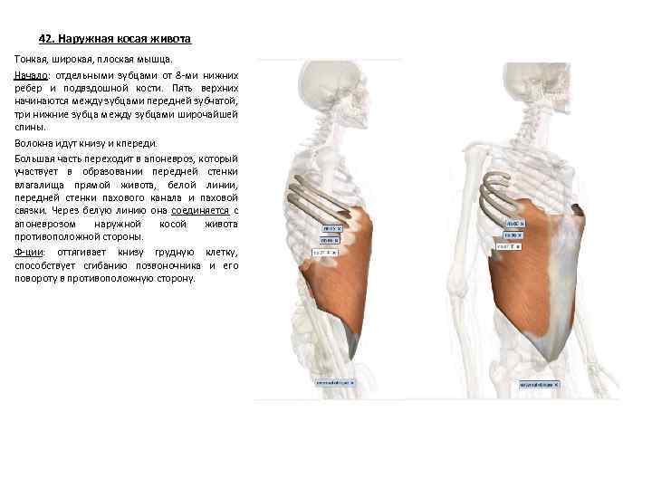 42. Наружная косая живота Тонкая, широкая, плоская мышца. Начало: отдельными зубцами от 8 -ми