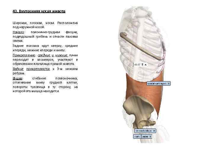 43. Внутренняя косая живота Широкая, плоская, косая. Расположена под наружной косой. Начало: пояснично-грудная фасция,