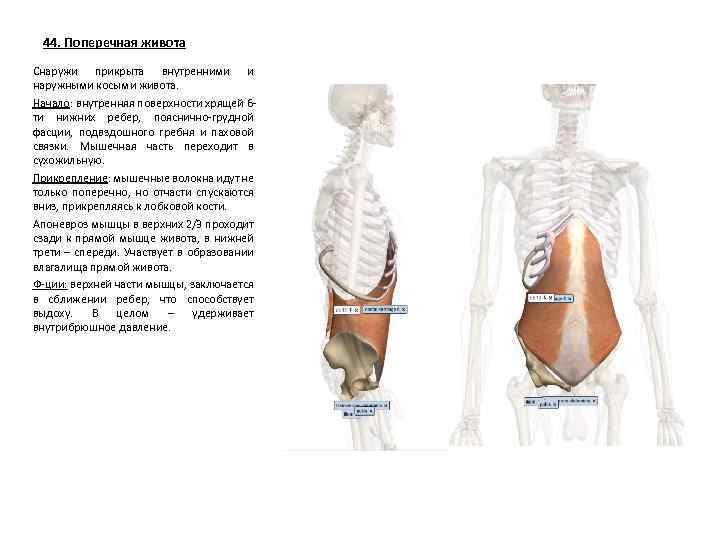 44. Поперечная живота Снаружи прикрыта внутренними и наружными косыми живота. Начало: внутренняя поверхности хрящей