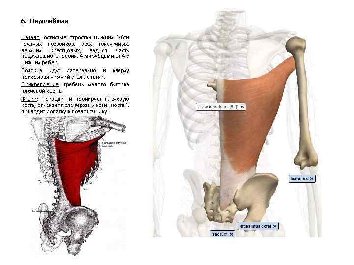 6. Широчайшая Начало: остистые отростки нижних 5 -6 ти грудных позвонков, всех поясничных, верхних