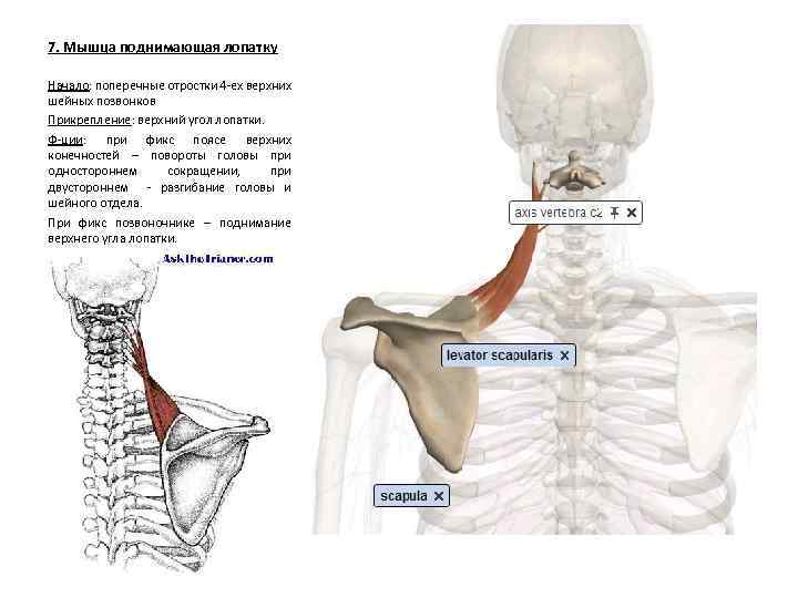 Мышца поднимающая лопатку картинка