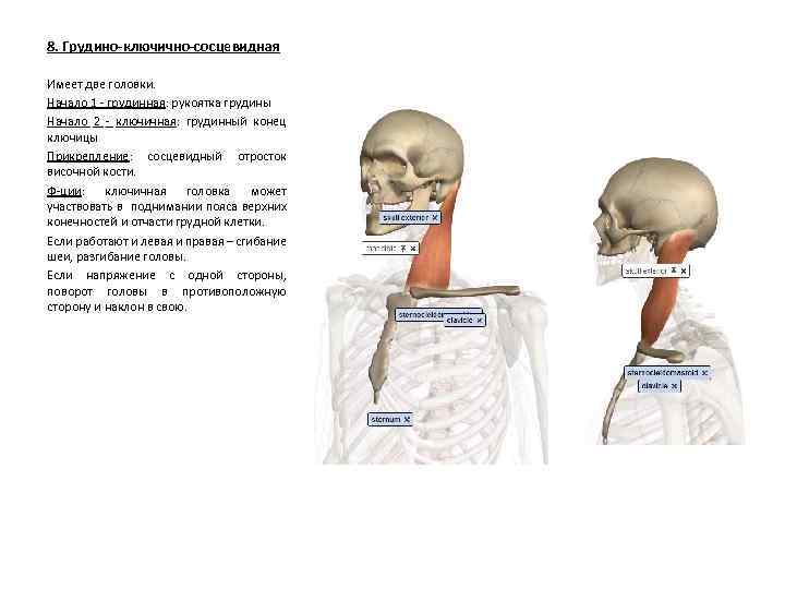 8. Грудино-ключично-сосцевидная Имеет две головки. Начало 1 - грудинная: рукоятка грудины Начало 2 -