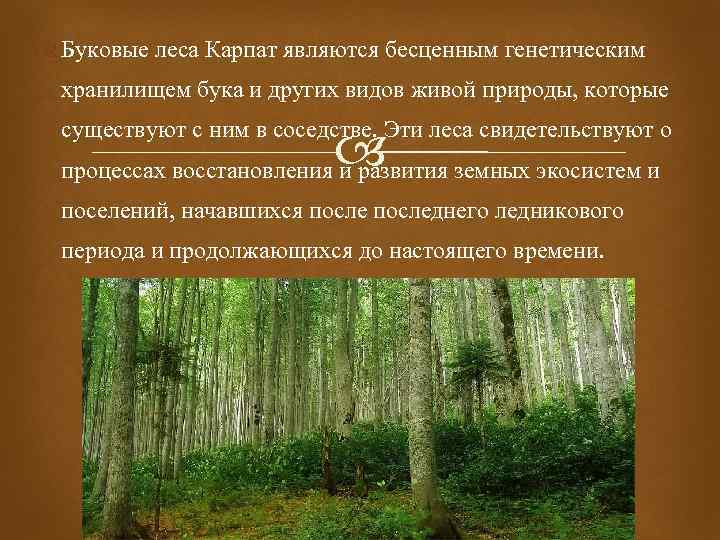  Буковые леса Карпат являются бесценным генетическим хранилищем бука и других видов живой природы,