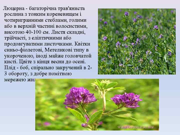 Люцерна - багаторічна трав'яниста рослина з тонким кореневищем і чотиригранними стеблами, голими або в