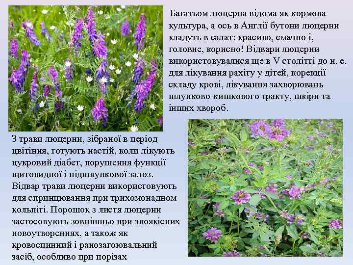 Багатьом люцерна відома як кормова культура, а ось в Англії бутони люцерни кладуть в
