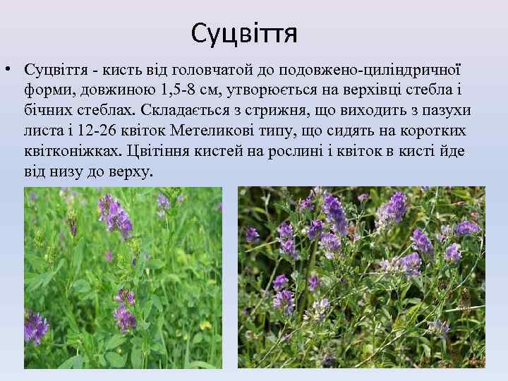 Суцвіття • Суцвіття - кисть від головчатой до подовжено-циліндричної форми, довжиною 1, 5 -8