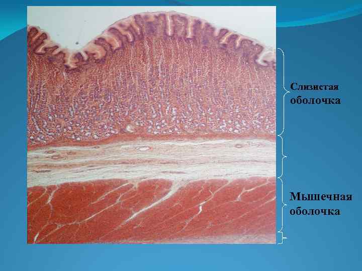 Слизистая оболочка это. Слизистая оболочка полых органов. Собственный слой слизистой оболочки. Строение мышечной оболочки желудка гистология.