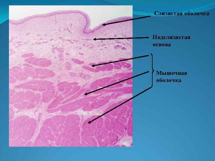 Слизистая оболочка Подслизистая основа Мышечная оболочка 