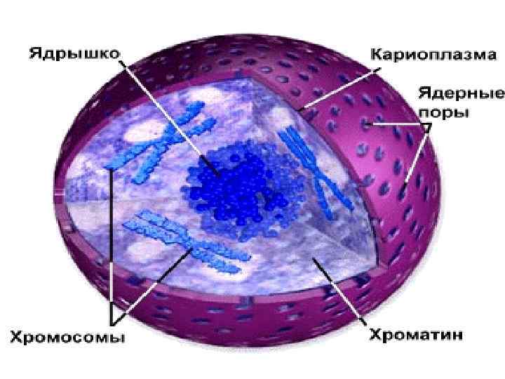 Ядро клетки рисунок