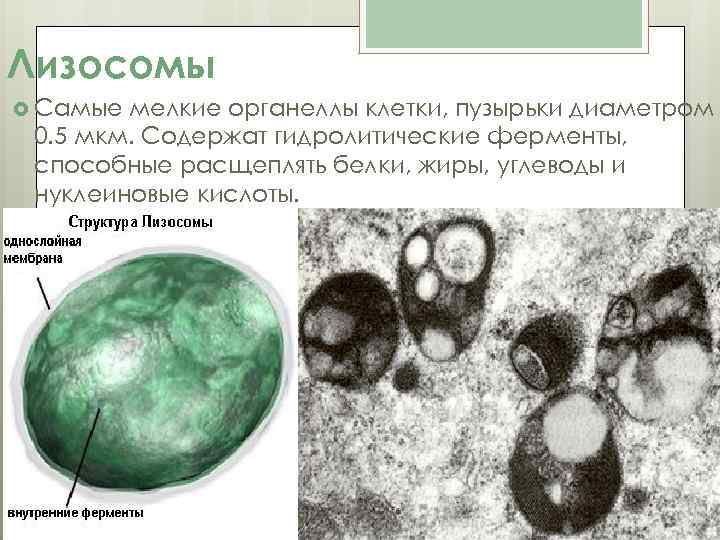 Рисунок лизосом клетки. Органоиды клетки лизосомы. Строение структура лизосомы. Ферменты лизосом клетки.