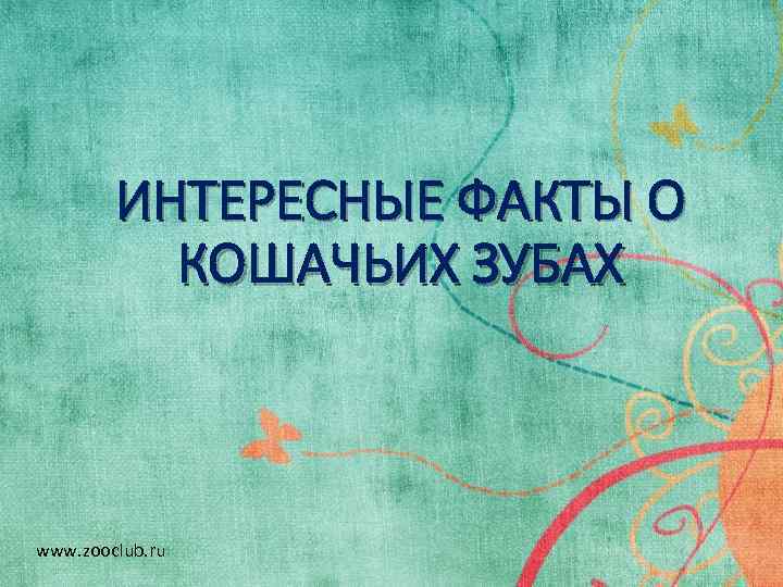 ИНТЕРЕСНЫЕ ФАКТЫ О КОШАЧЬИХ ЗУБАХ www. zooclub. ru 