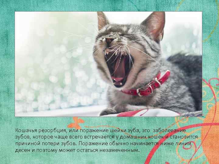 Кошачья резорбция, или поражение шейки зуба, это заболевание зубов, которое чаще всего встречается у