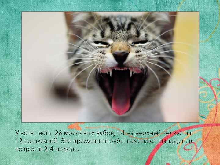У котят есть 28 молочных зубов, 14 на верхней челюсти и 12 на нижней.