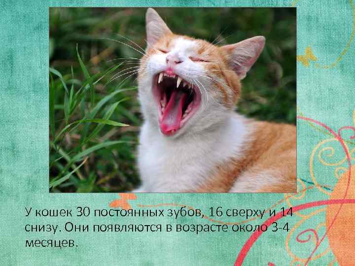 У кошек 30 постоянных зубов, 16 сверху и 14 снизу. Они появляются в возрасте