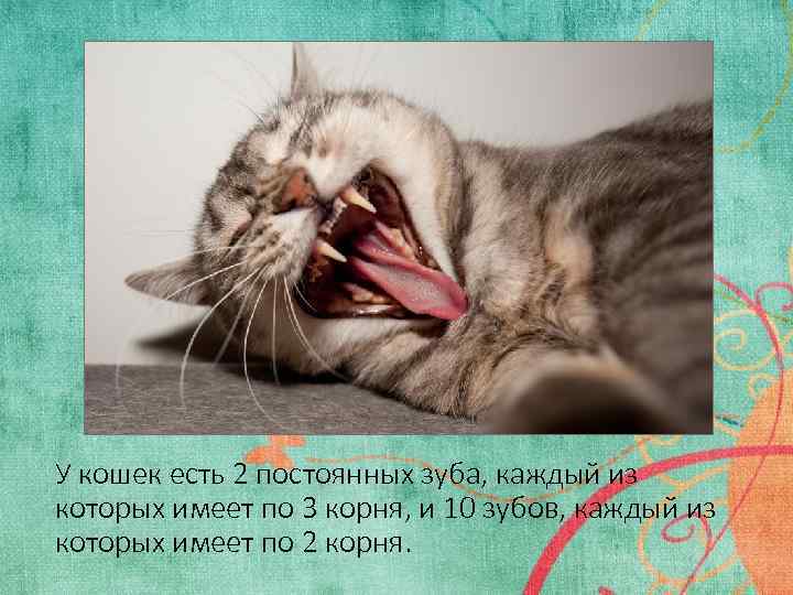 У кошек есть 2 постоянных зуба, каждый из которых имеет по 3 корня, и