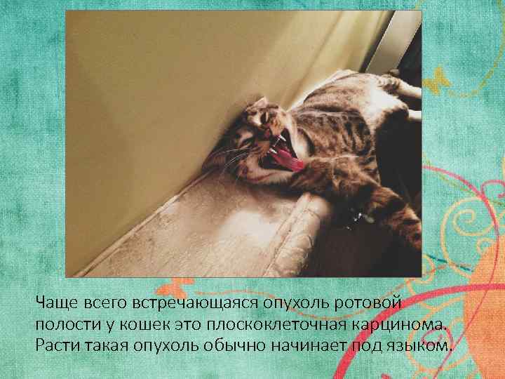 Чаще всего встречающаяся опухоль ротовой полости у кошек это плоскоклеточная карцинома. Расти такая опухоль