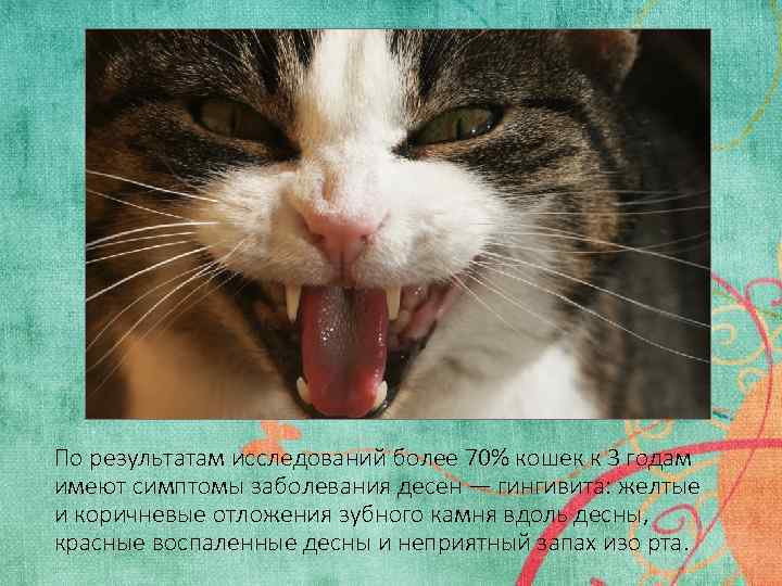 По результатам исследований более 70% кошек к 3 годам имеют симптомы заболевания десен —
