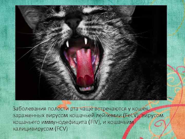 Заболевания полости рта чаще встречаются у кошек, зараженных вирусом кошачьей лейкемии (Fe. LV), вирусом