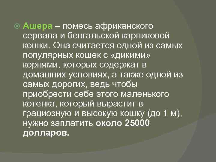  Ашера – помесь африканского сервала и бенгальской карликовой кошки. Она считается одной из