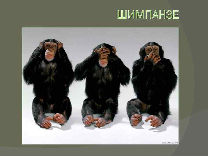 ШИМПАНЗЕ 