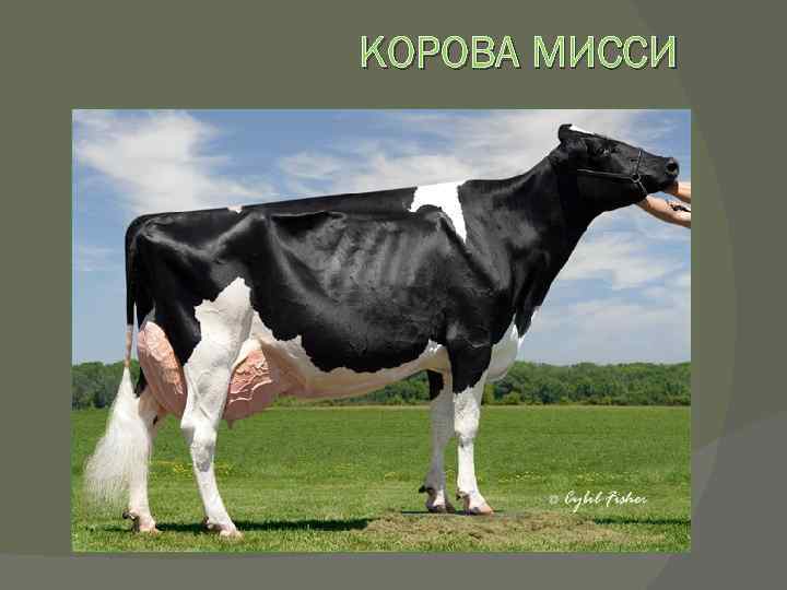 КОРОВА МИССИ 