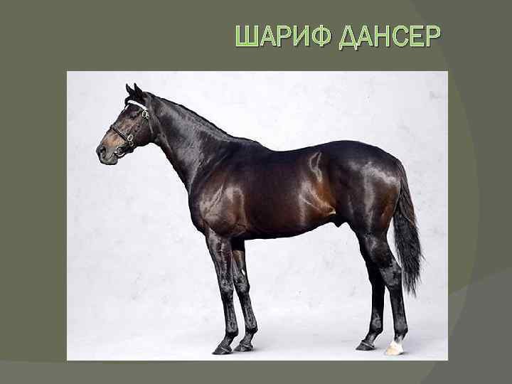 ШАРИФ ДАНСЕР 