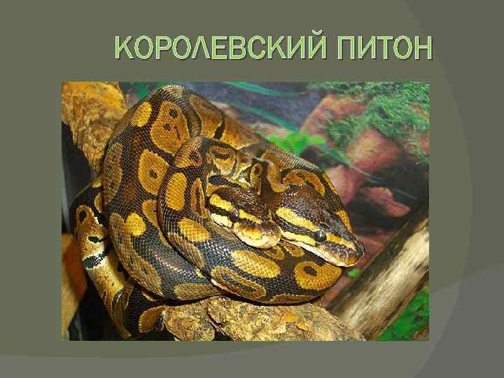 КОРОЛЕВСКИЙ ПИТОН 