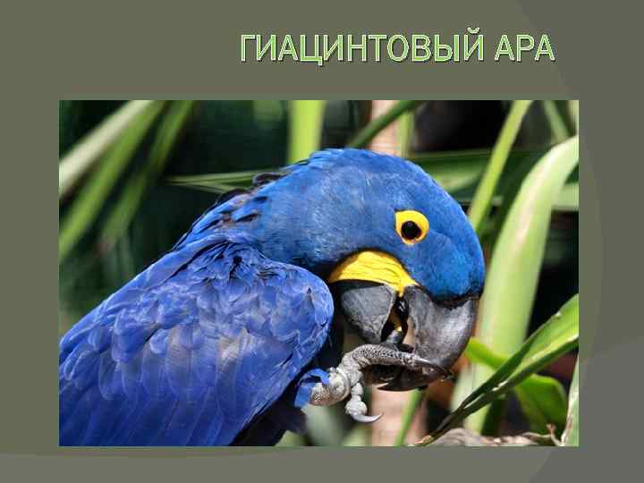 ГИАЦИНТОВЫЙ АРА 